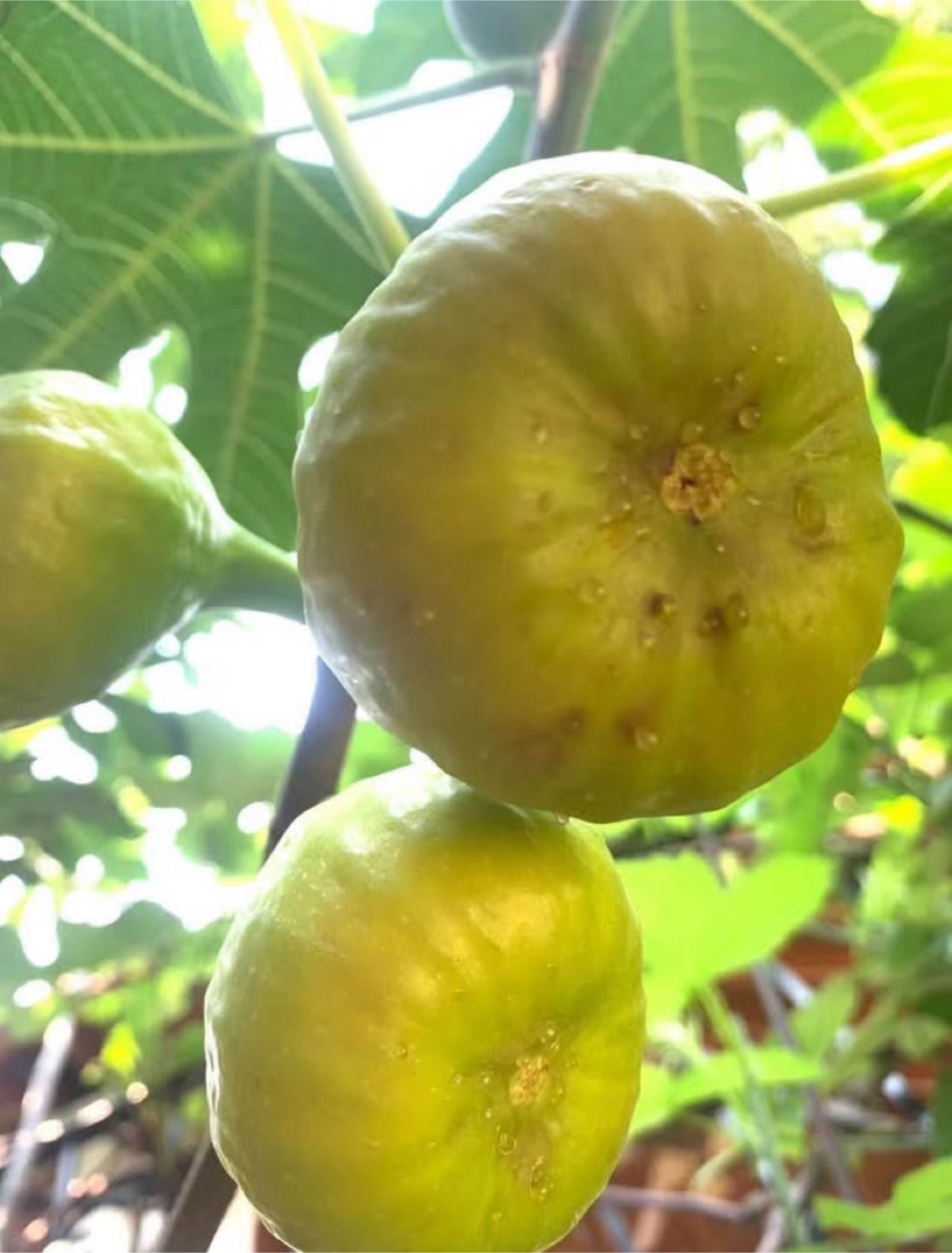 Fig Tree(Brooklyn White) - photo 4