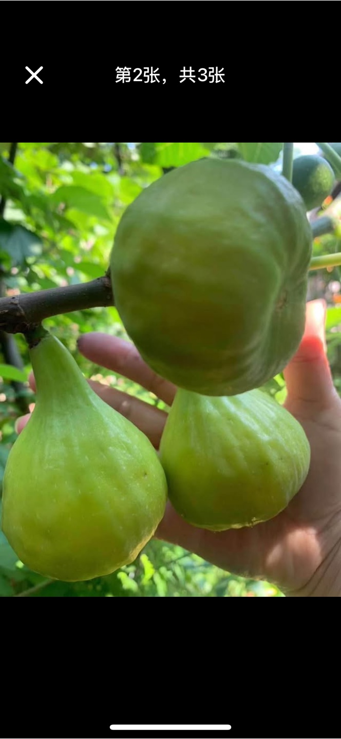 Fig Tree(Brooklyn White) - photo 5