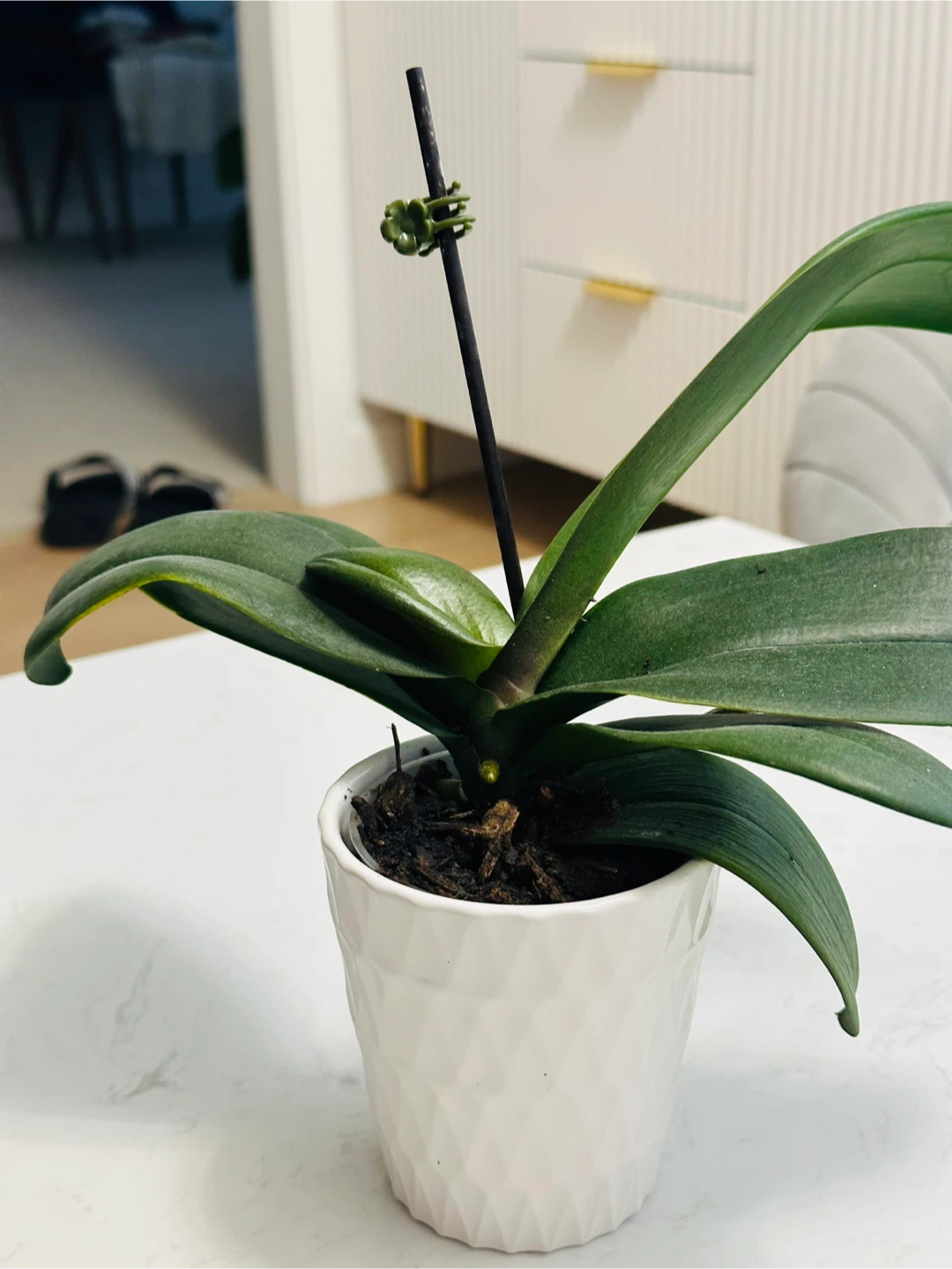 Small Orchid - photo 2