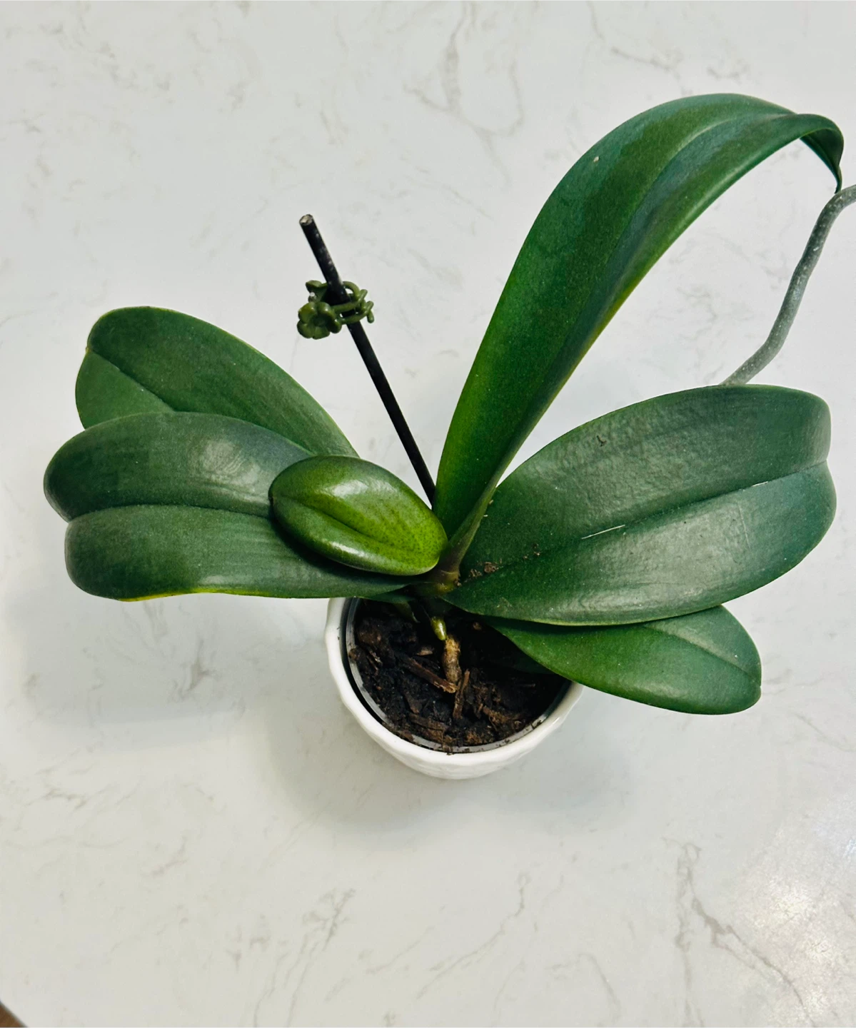 Small Orchid