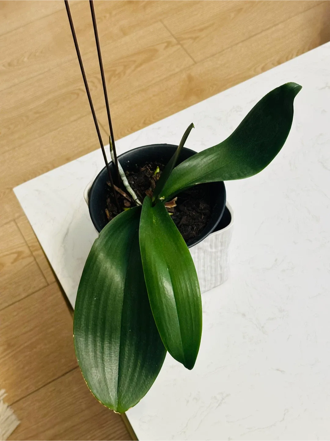 Orchid thumbnail