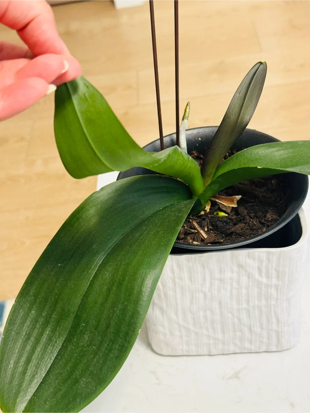 Orchid image indicator(3)