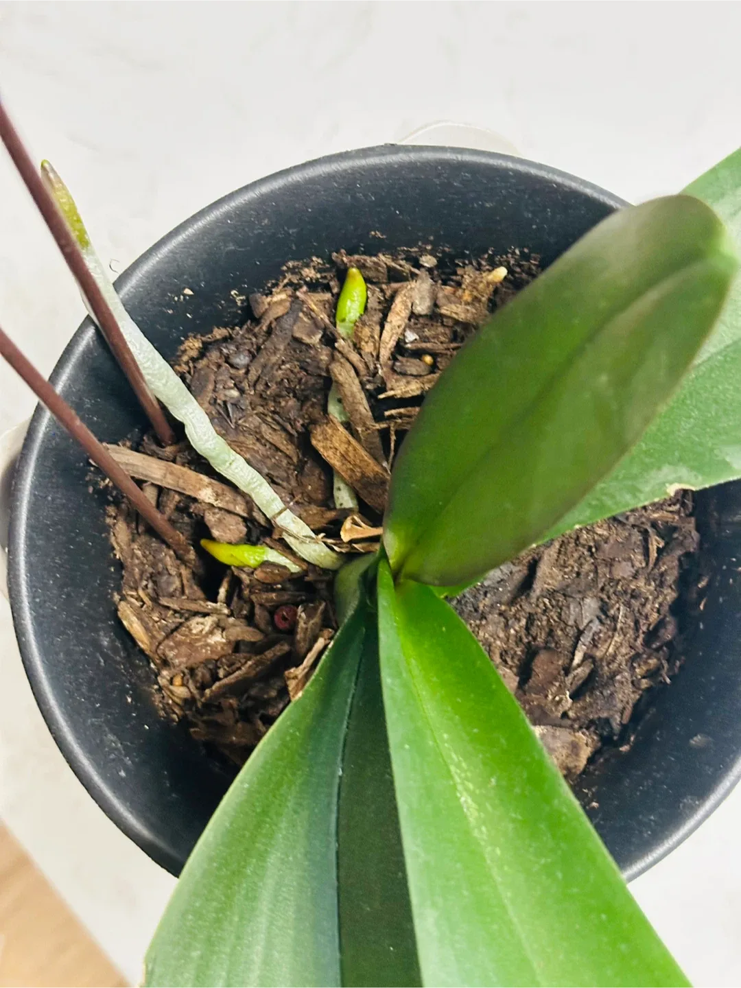 Orchid image indicator(2)