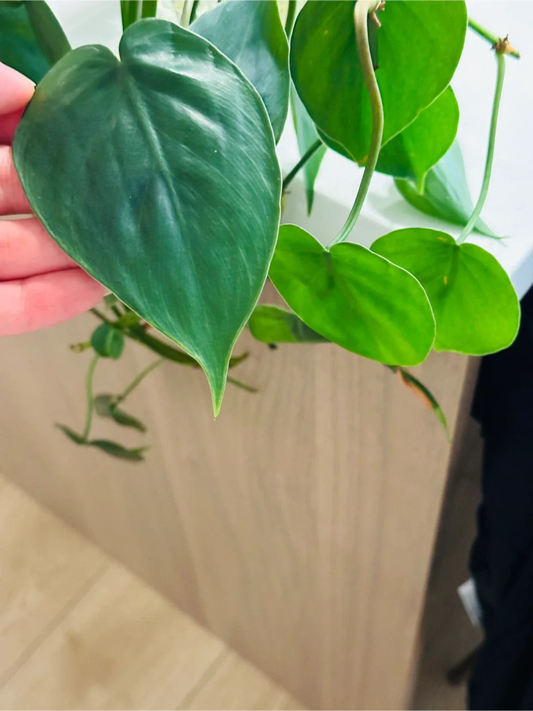 Pothos cuttings image indicator(3)