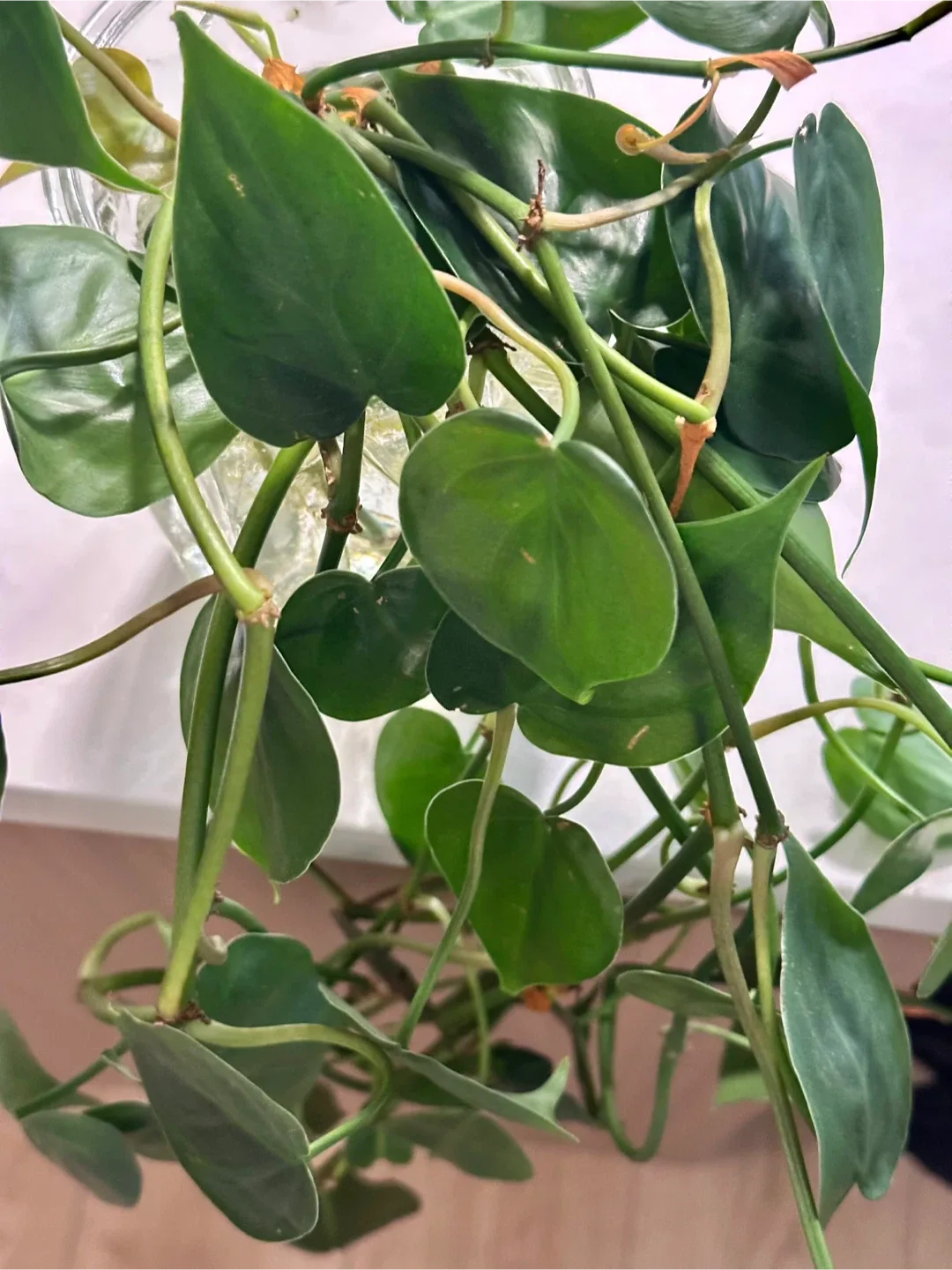 Pothos cuttings image indicator(2)