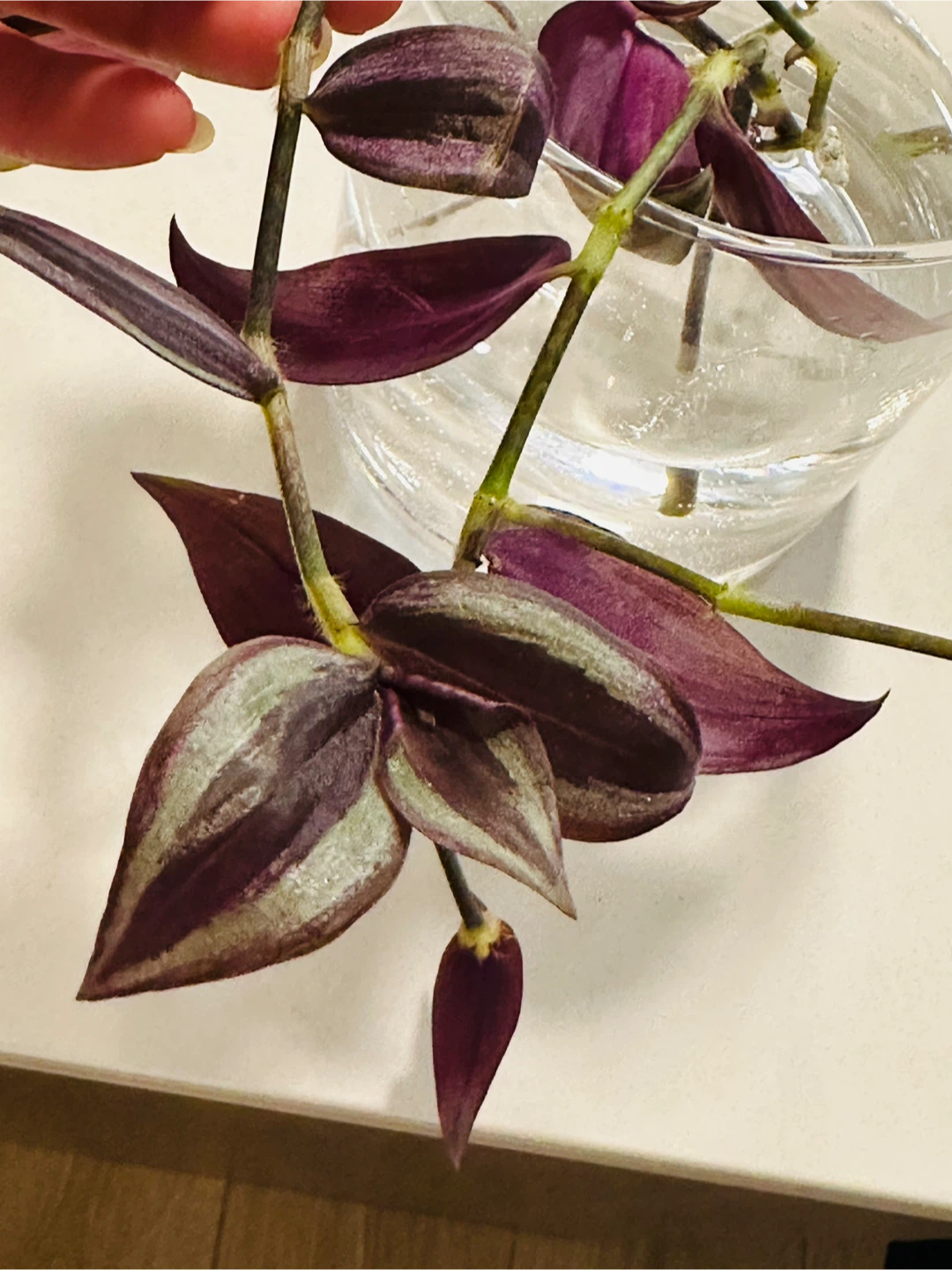 Plant cuttings - photo 2