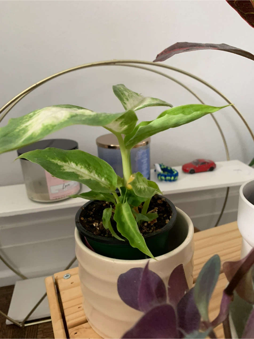 Assorted House Plants - photo 3