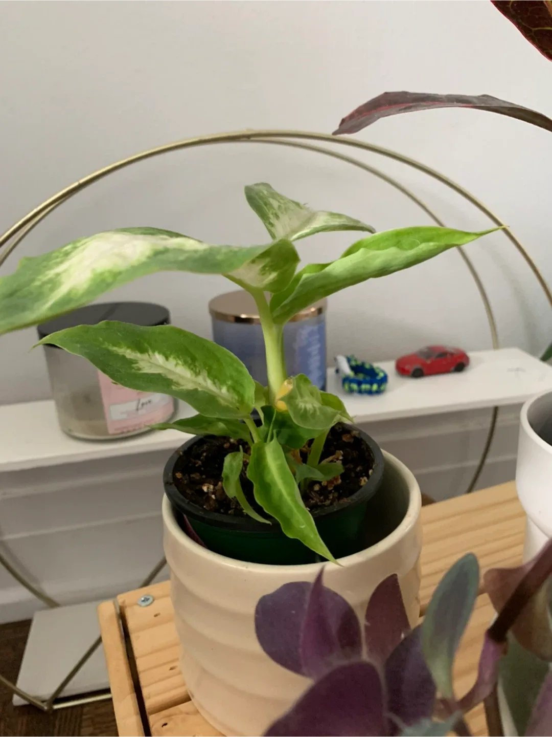 Assorted House Plants image indicator(3)