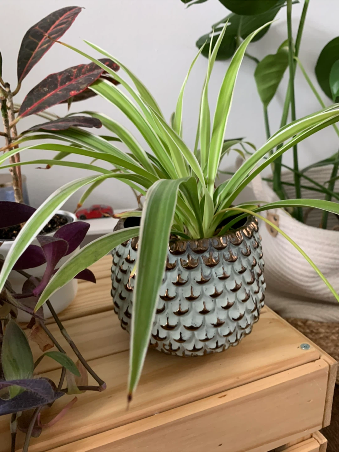 Assorted House Plants - photo 2