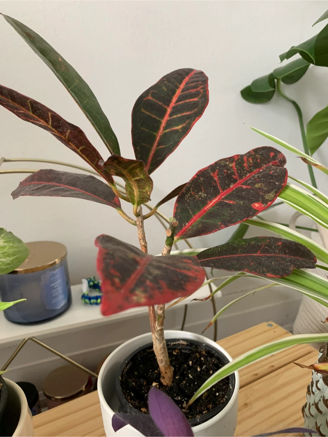 Assorted House Plants - photo 4