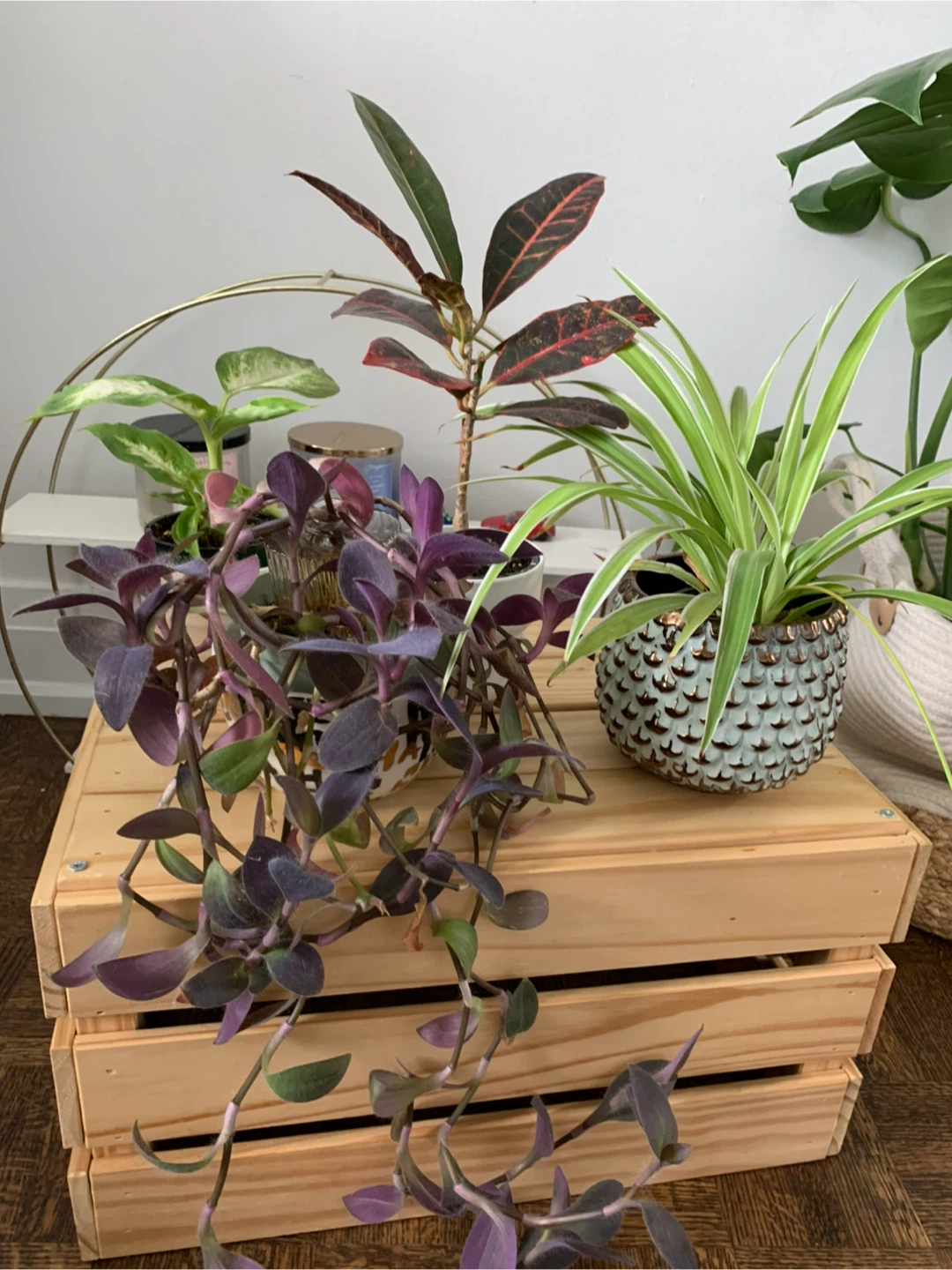 Assorted House Plants