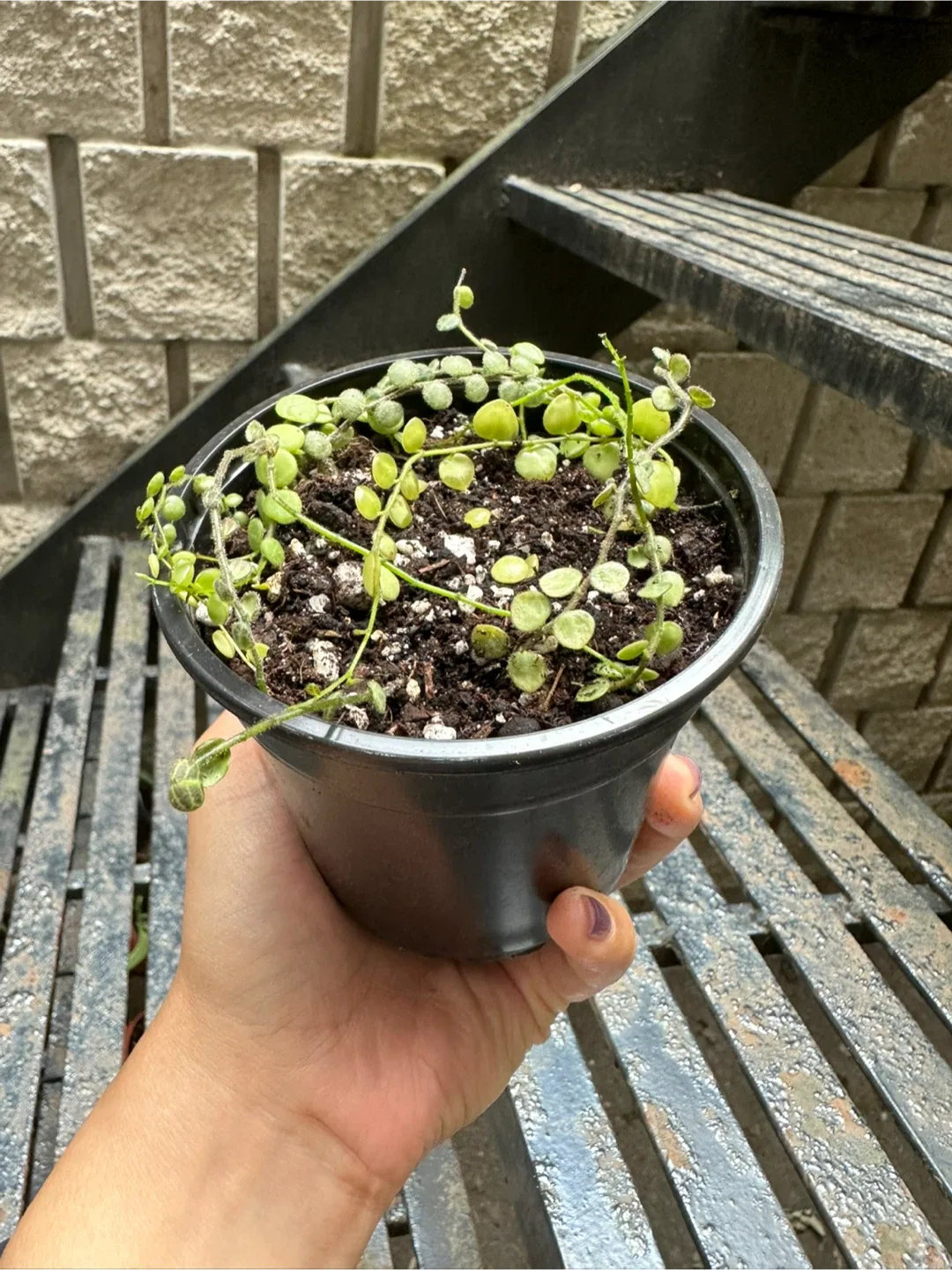 String of Turtles Plant thumbnail