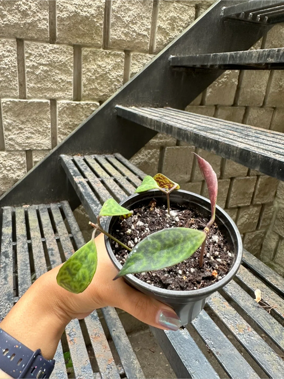 Lipstick Plant Black Pagoda thumbnail
