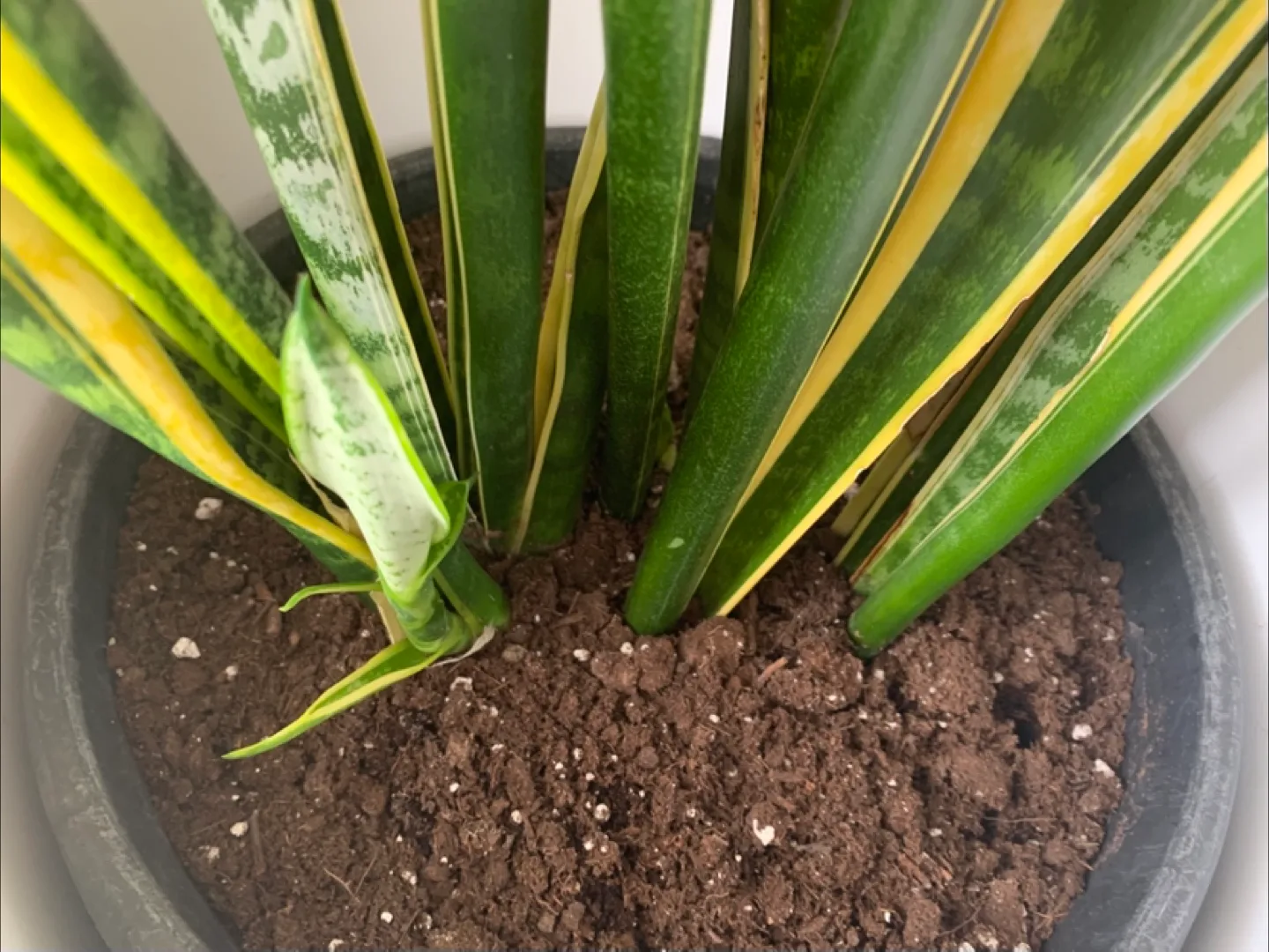 Easy Care Vibrant Snake Plant 🪴 4 Feet Tall image indicator(2)