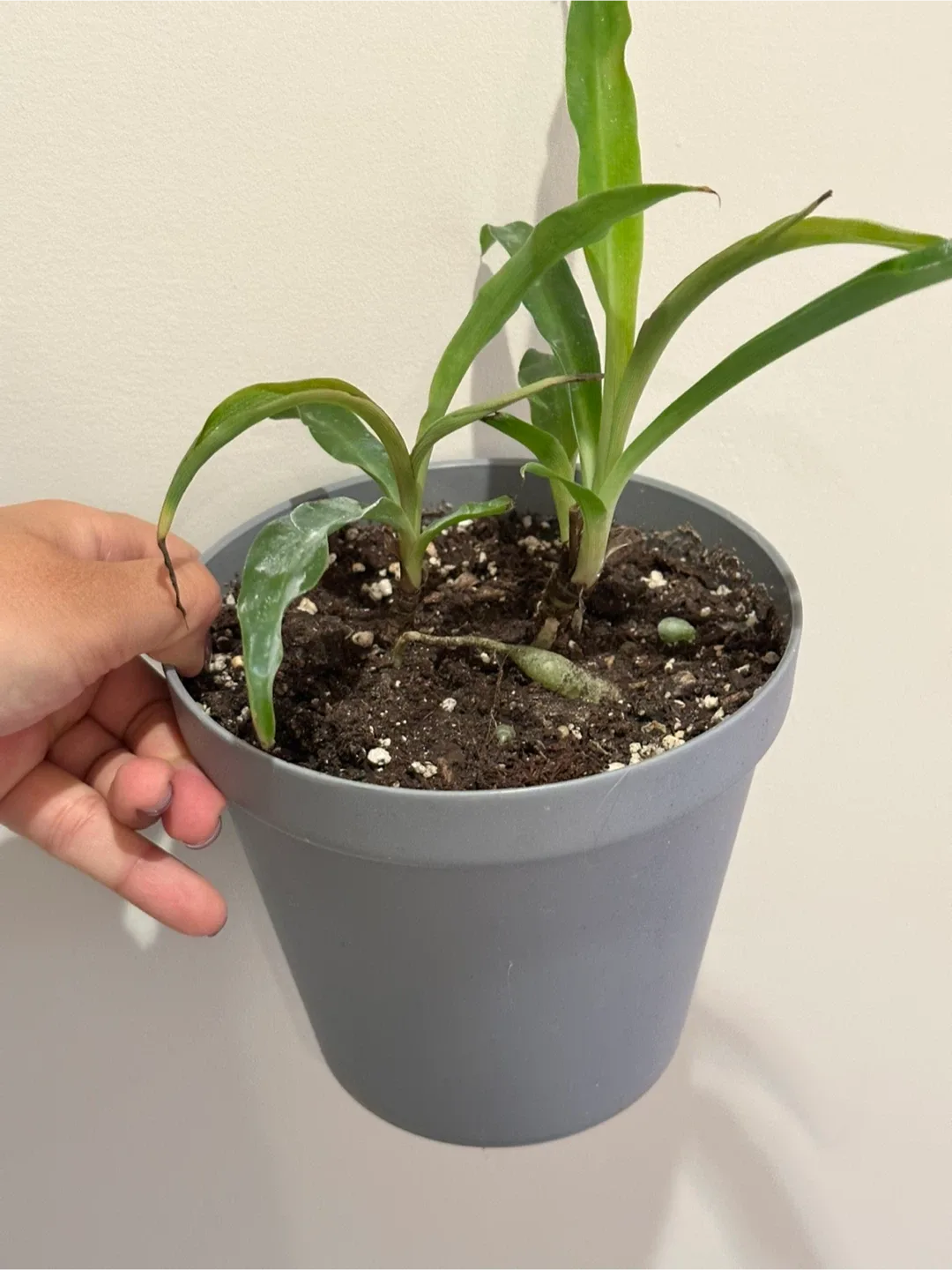 Spider Plant thumbnail