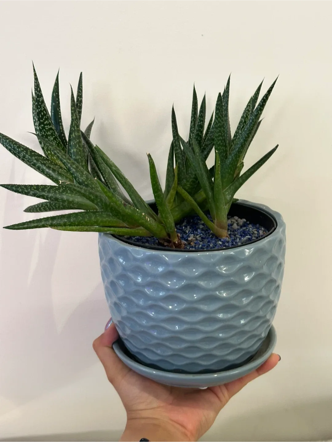 Gasteraloe Plant thumbnail