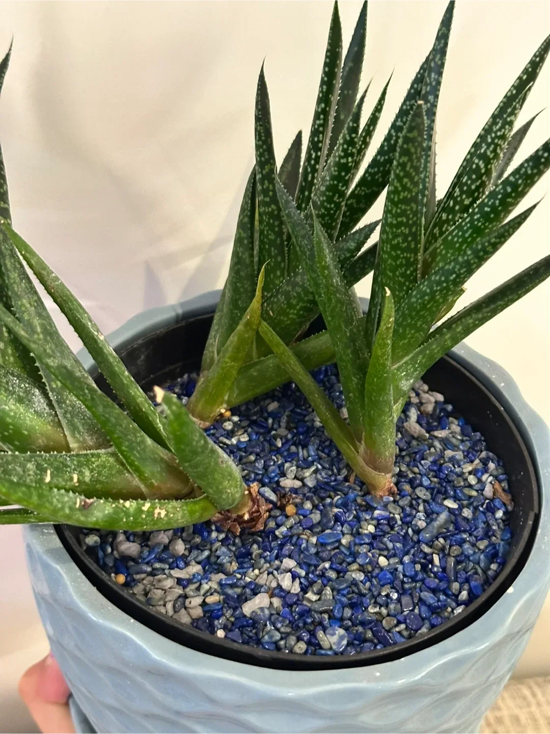 Gasteraloe Plant image indicator(2)
