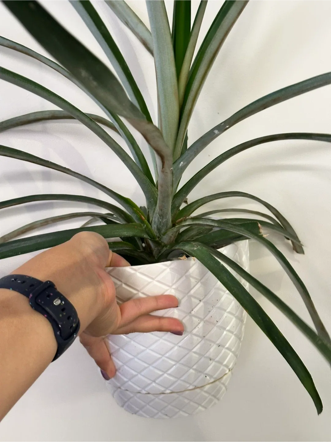 Pineapple Plant thumbnail