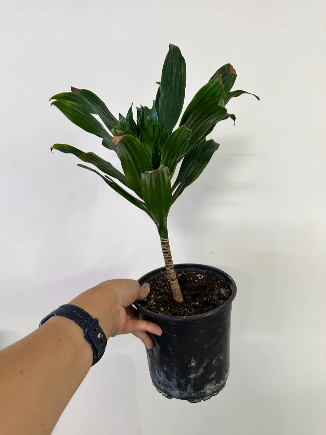 Dracaena Fragrans Plant thumbnail