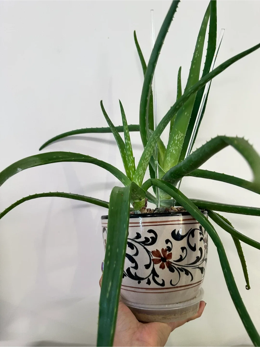 Aloe Vera Plant image indicator(2)