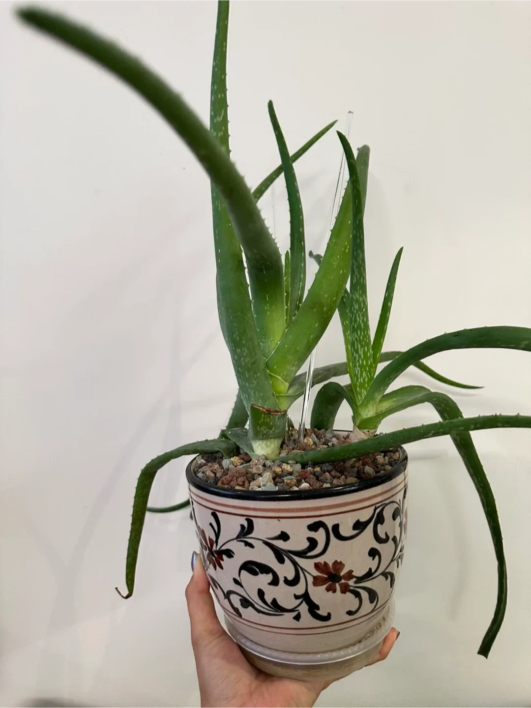 Aloe Vera Plant thumbnail
