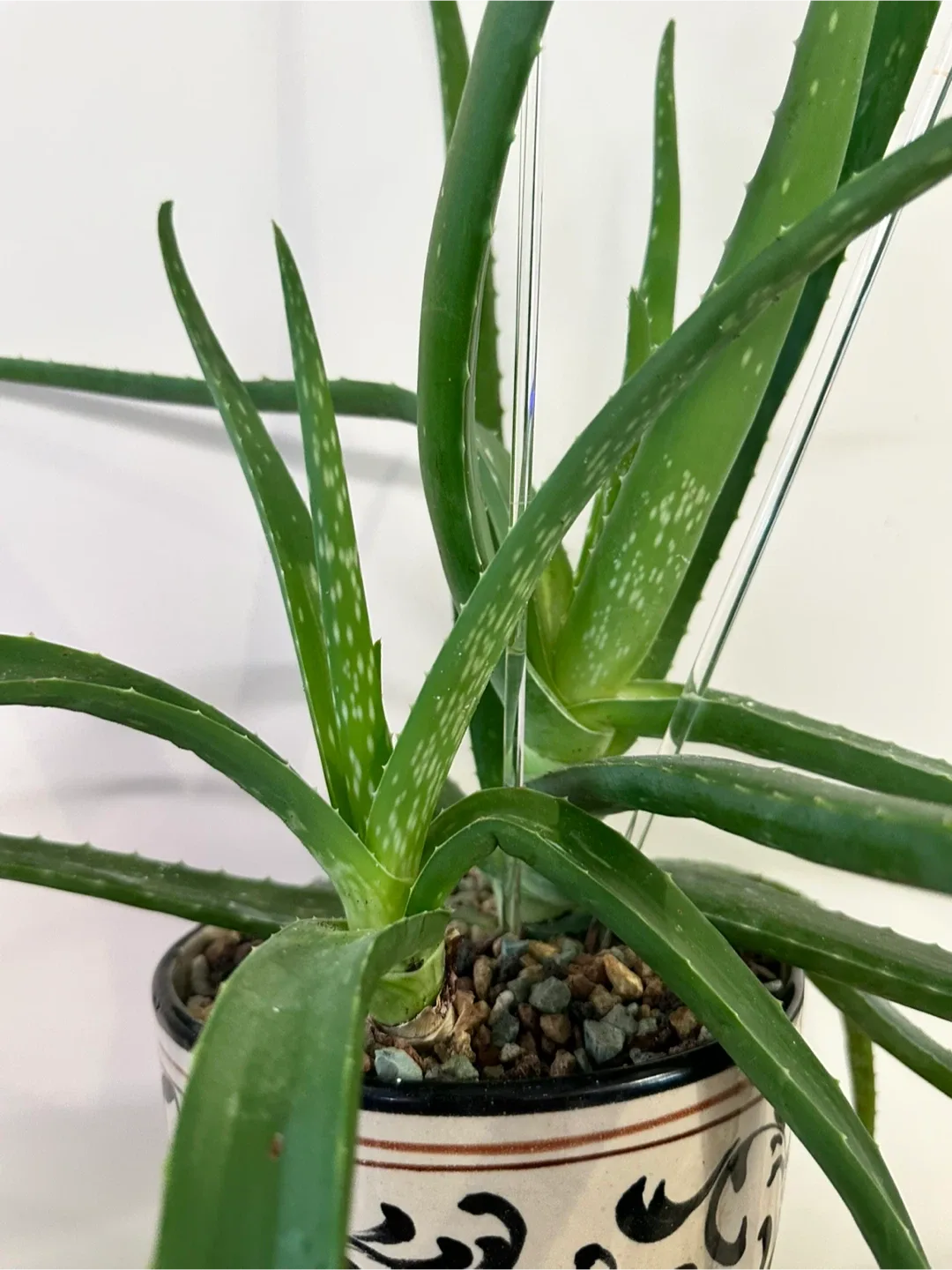 Aloe Vera Plant image indicator(3)