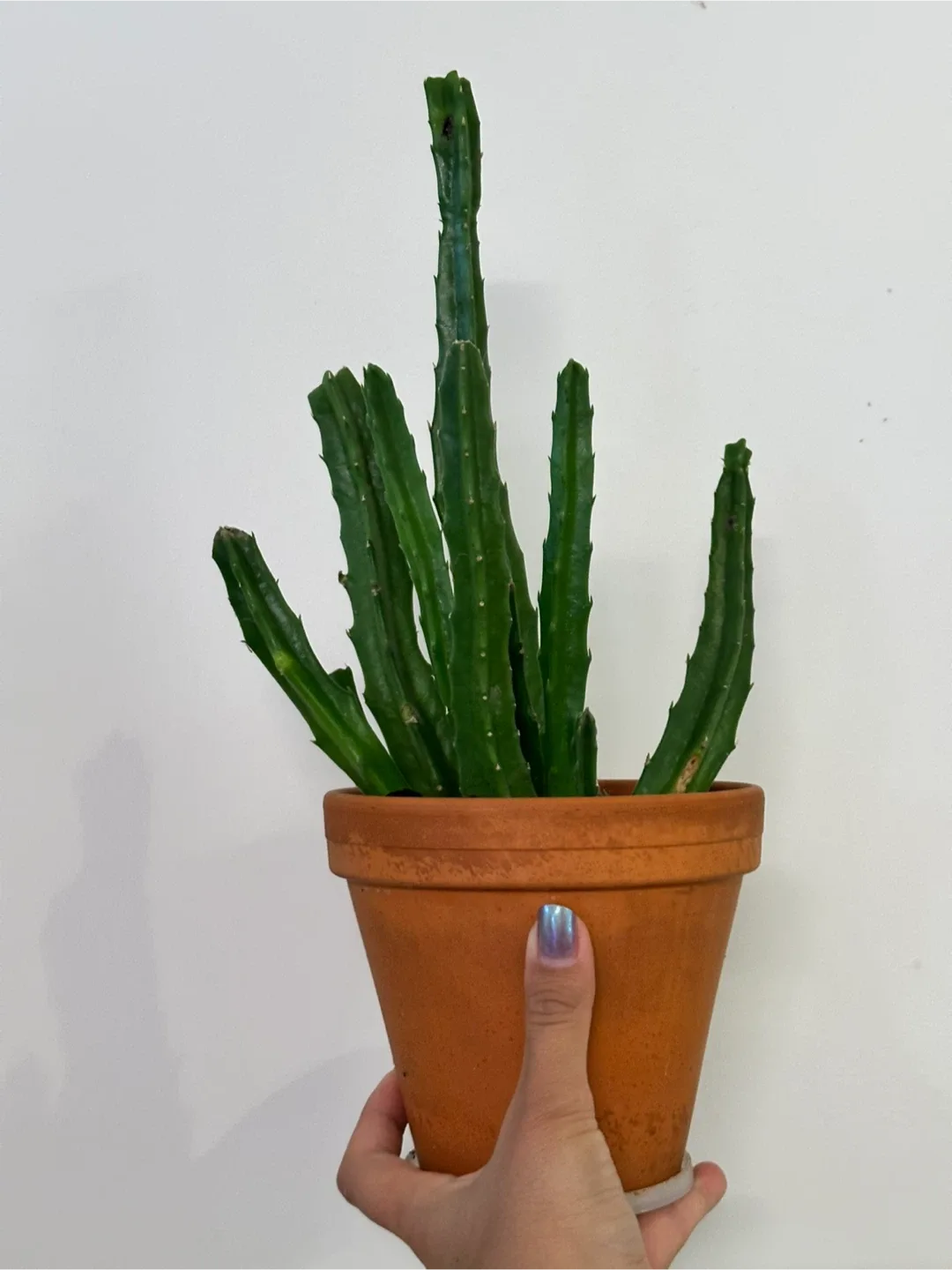 Beautiful Cactus Plant thumbnail