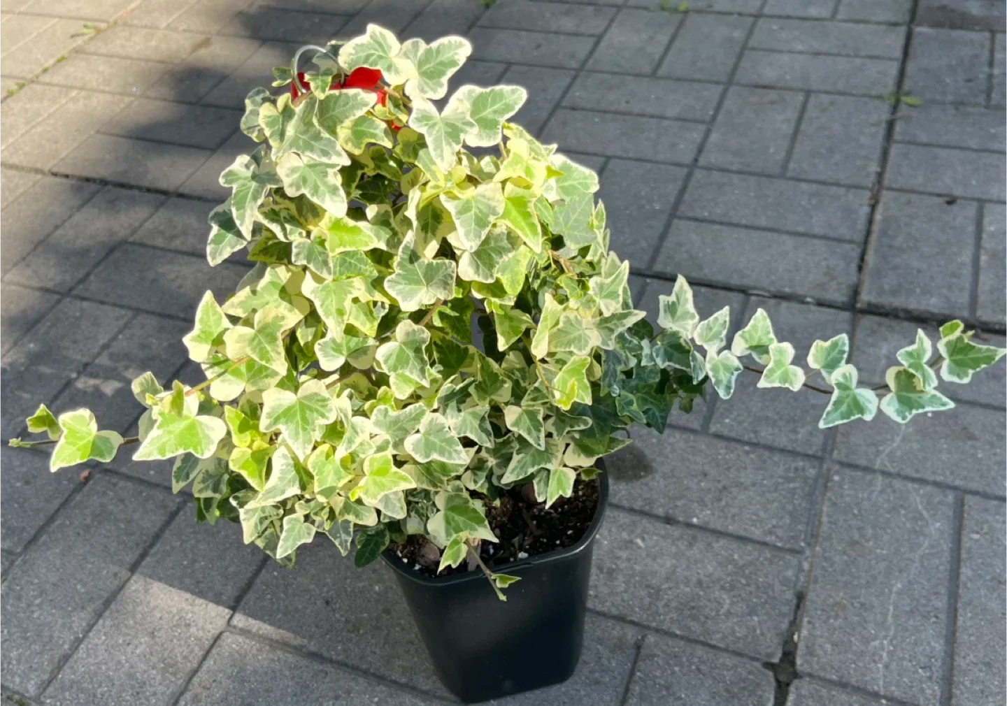 Variegated English Ivy Plant in 6” pot thumbnail