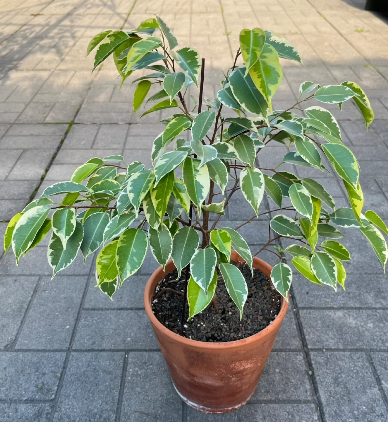 Ficus Benjamina 'Variegata' Plant in 8” pot image indicator(2)