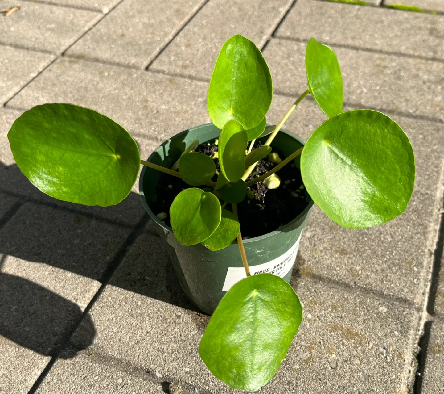 Healthy Pilea Peperomioides Plant in 4” Pot thumbnail
