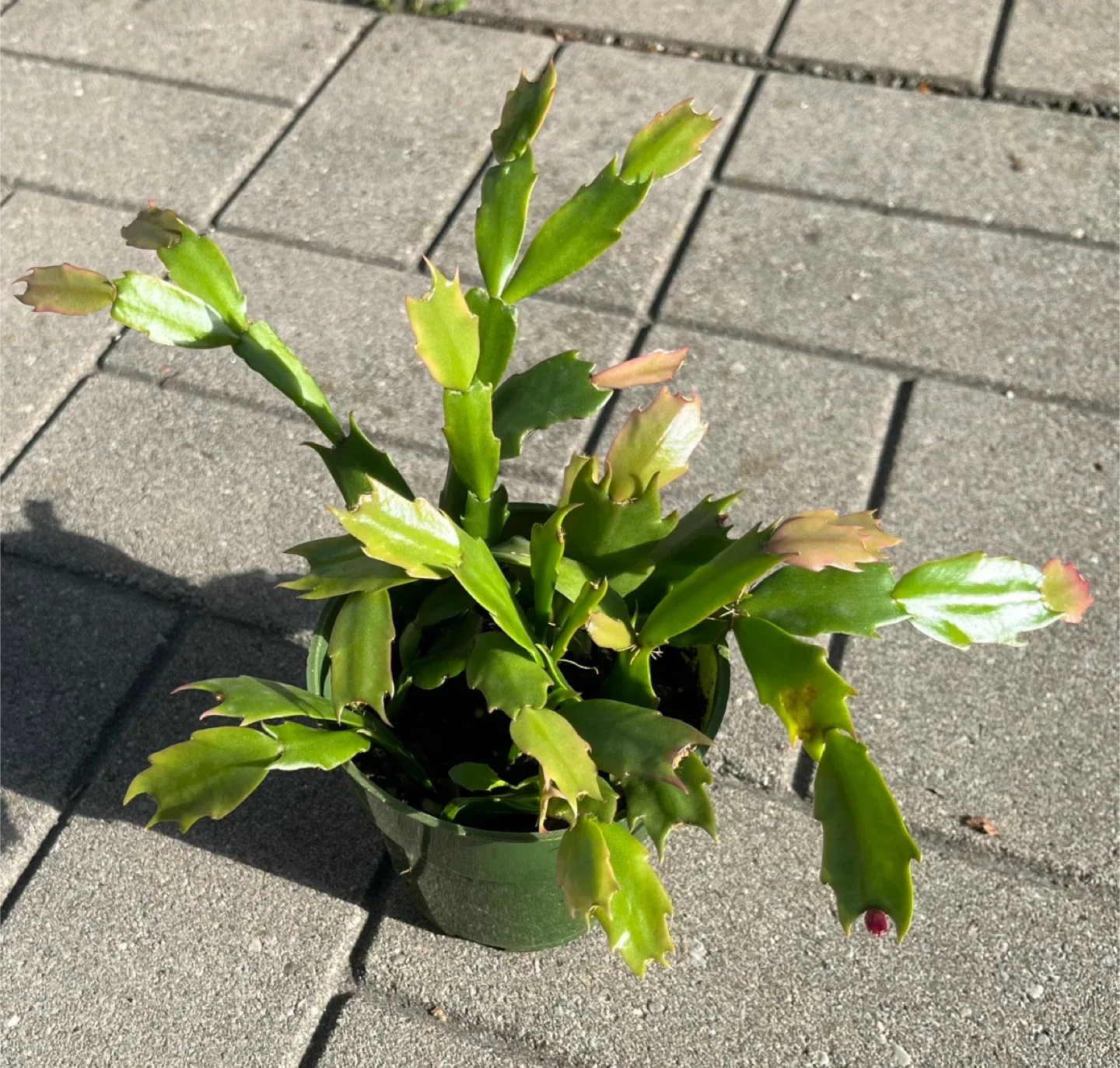 Christmas Cactus Plant in 4” pot thumbnail