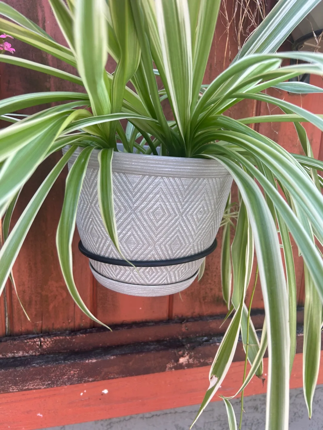 Spider Plant thumbnail