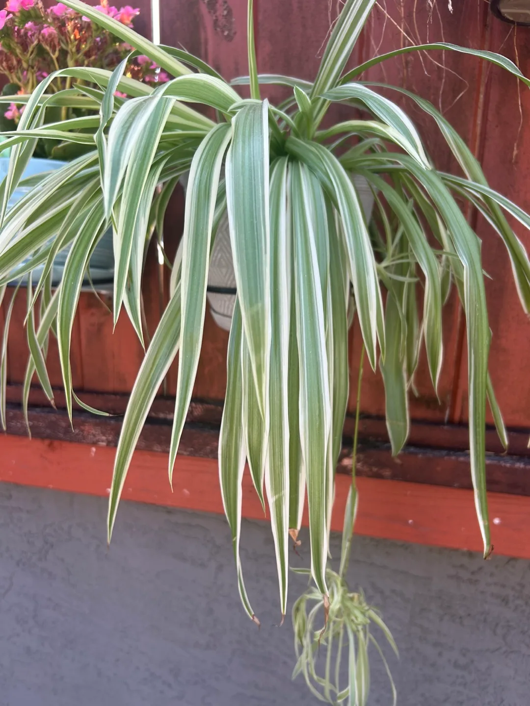 Spider Plant image indicator(2)
