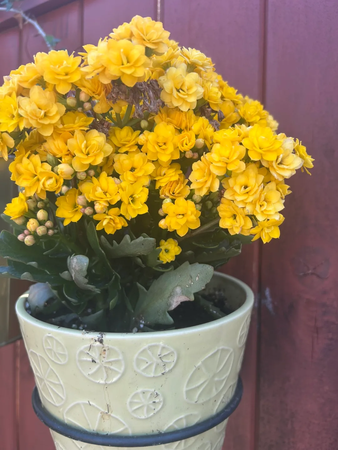 Beutiful 🌼 flower plant thumbnail