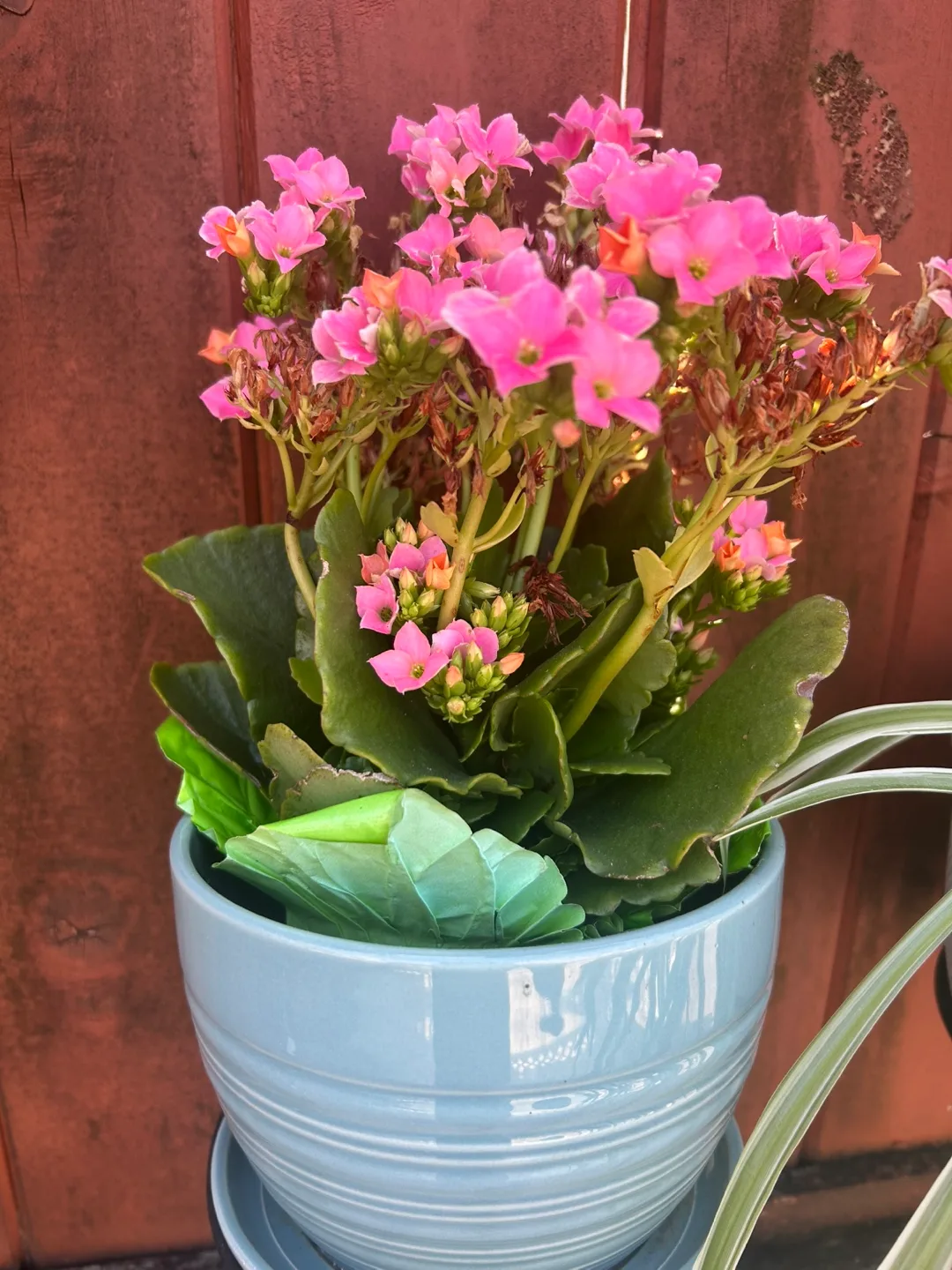 Nice port and plant 🌷 thumbnail