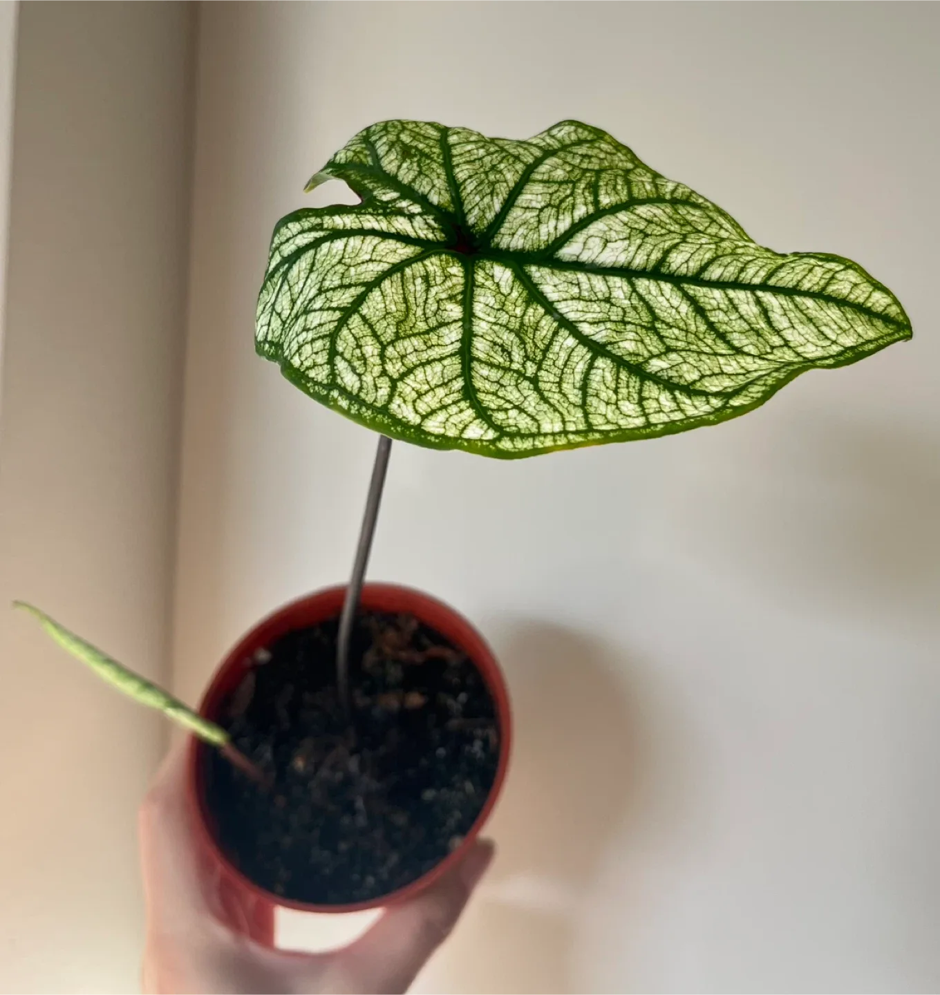 Caladium 'Candidum Senior' in 4” pot thumbnail