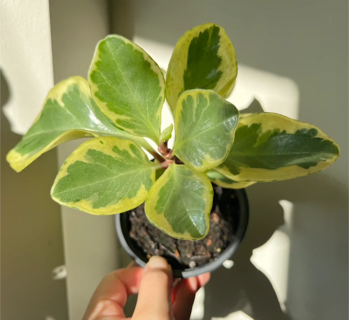 Peperomia obtusifolia 'Variegata' Plant in 4” pot thumbnail