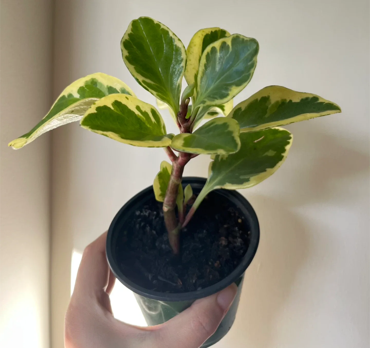 Peperomia obtusifolia 'Variegata' Plant in 4” pot image indicator(2)