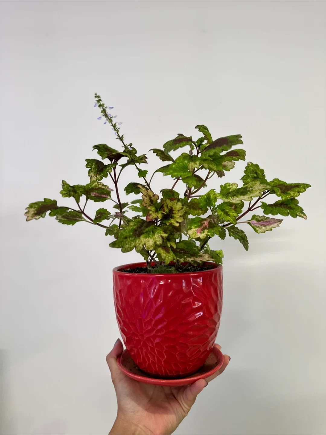Multicolor Coleus Plant thumbnail