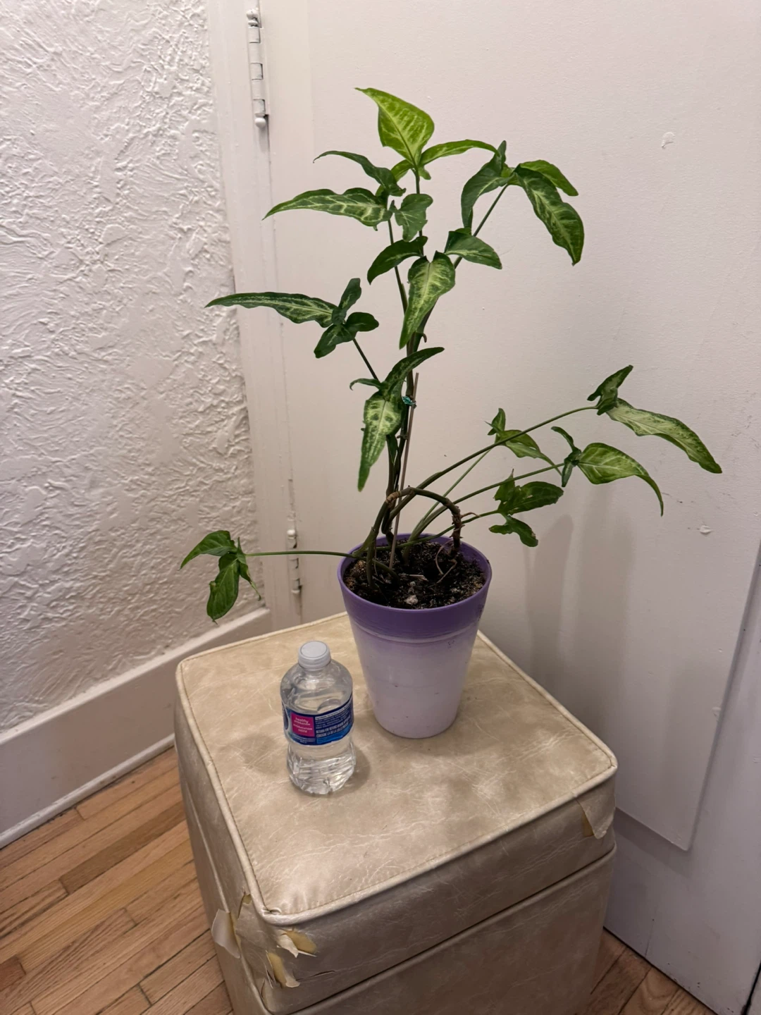 Philodendron Gloriosum Plant (Sangyom) - photo 2