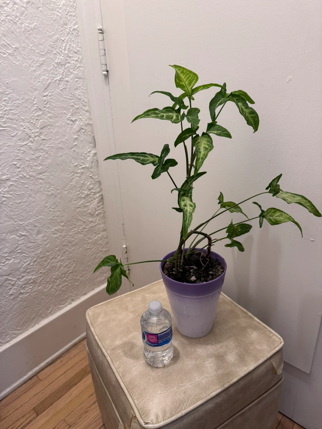 Philodendron Gloriosum Plant (Sangyom)