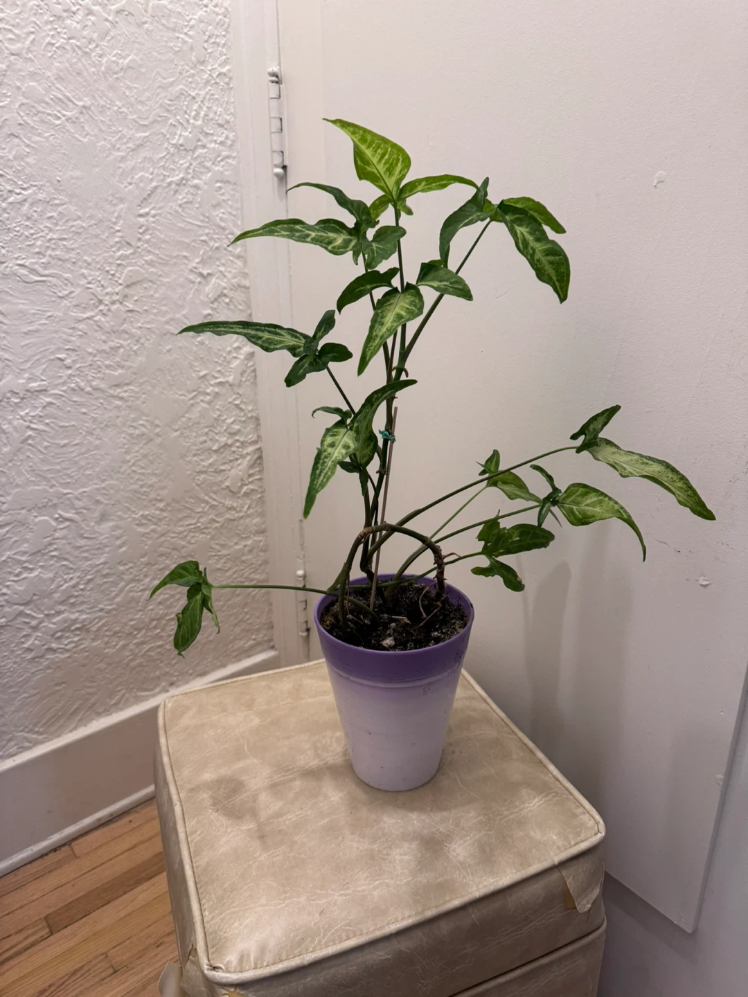 Philodendron Gloriosum Plant (Sangyom) - photo 3