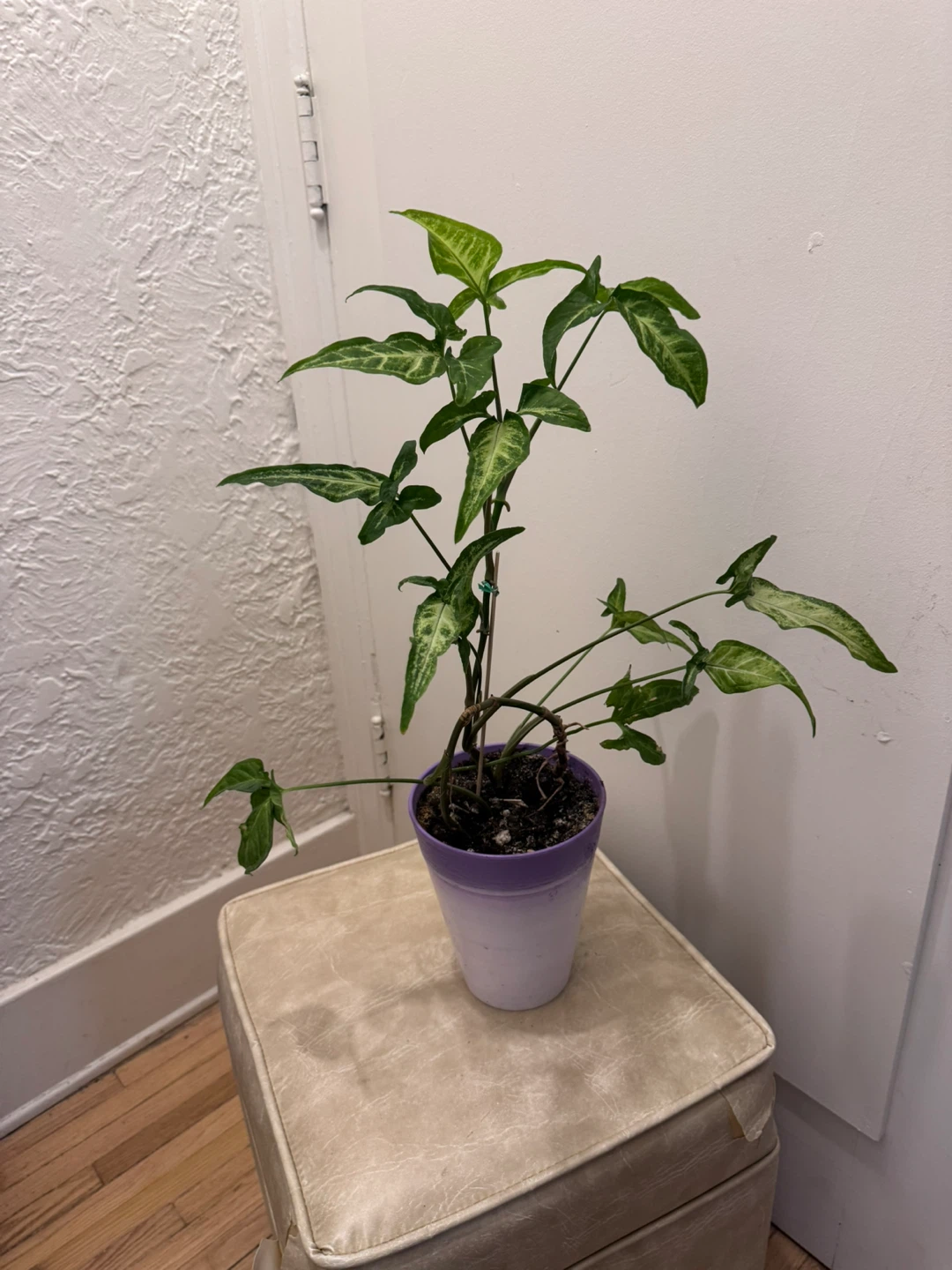 Philodendron Gloriosum Plant (Sangyom) - photo 4