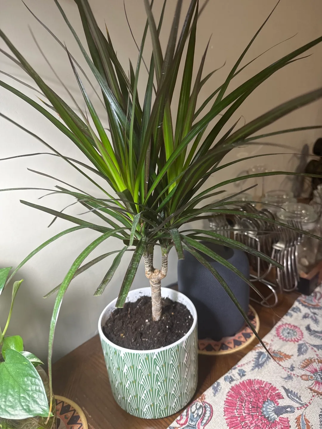 Dracaena Marginata Plant thumbnail