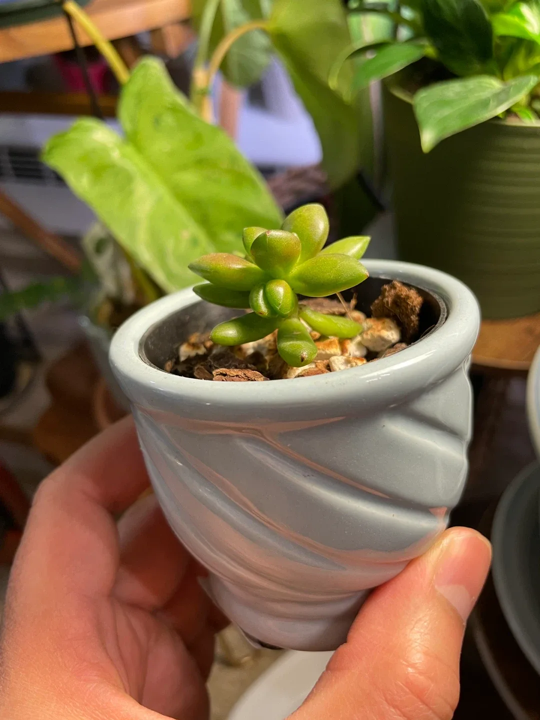 Potted Succulent thumbnail