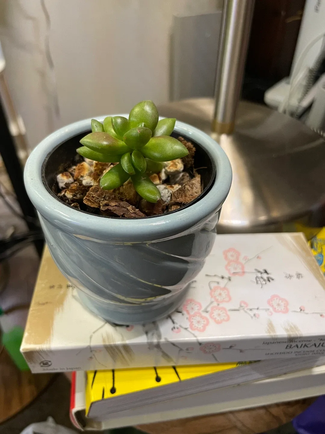 Potted Succulent image indicator(2)