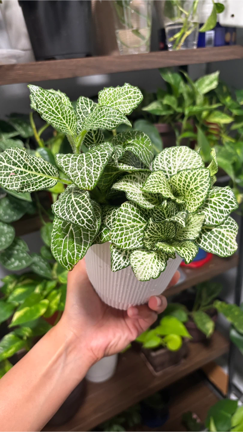 Fittonia Nerve Plant - photo 4