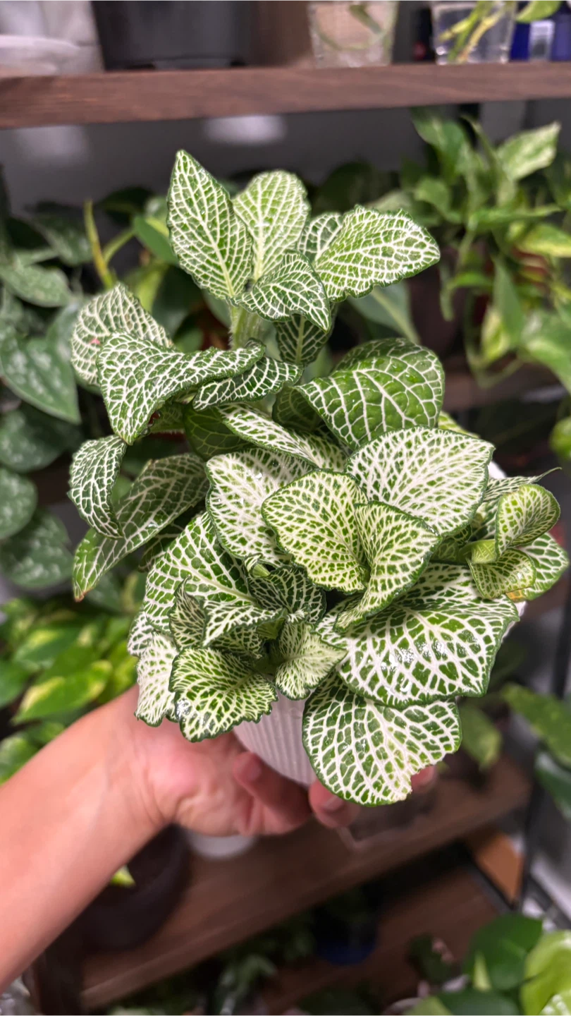 Fittonia Nerve Plant - photo 3