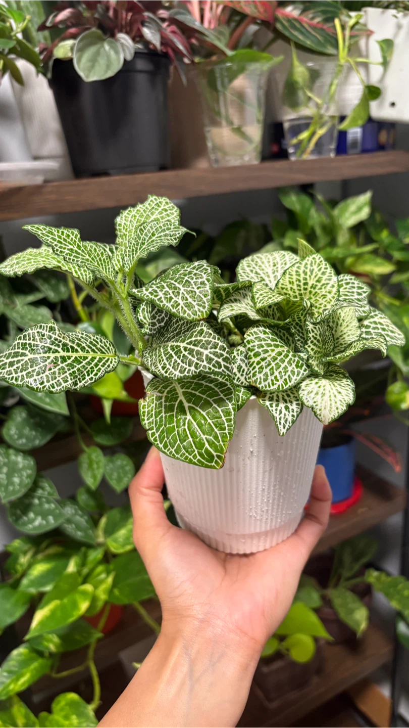 Fittonia Nerve Plant - photo 2
