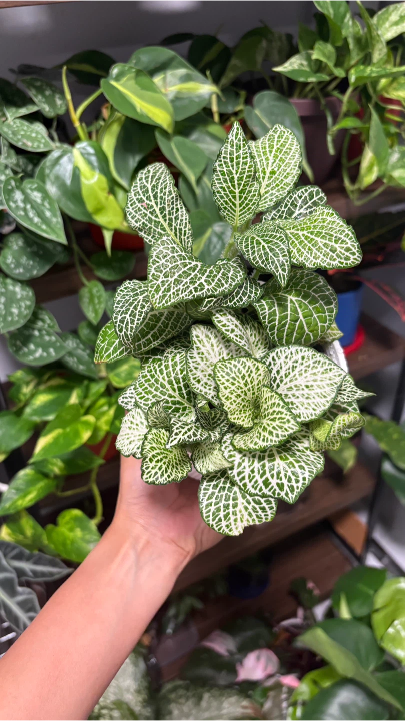 Fittonia Nerve Plant